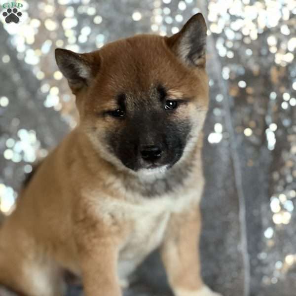 Bianca, Shiba Inu Puppy